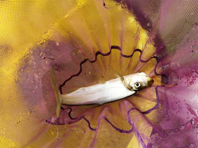 农村这野味俗称船钉子,以前小河里到处都是,