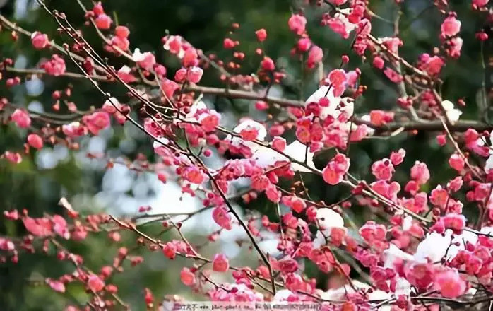 画符押煞之诀,竟有如此机密,道友速速来!