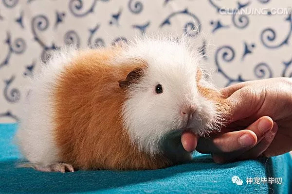 受到越来越多人喜爱的小豚鼠好养吗?