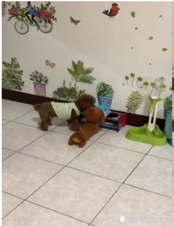 贵宾犬挑食不吃饭,铲屎官一个方法,让狗狗立刻