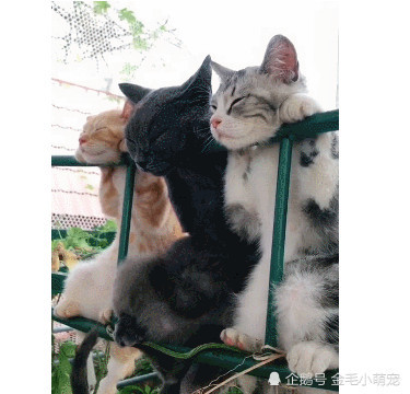 三只小猫排排睡表情太治愈,网友:是把猫咪托运给我还是我去偷?