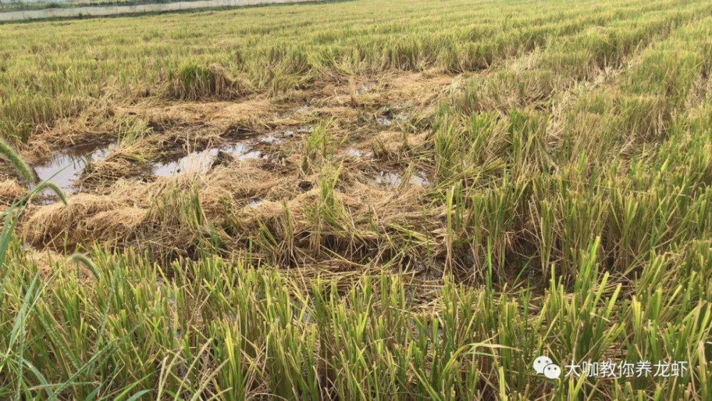一,青茬,枯草在目前高温条件下浸泡,集中分解产生的毒性与处理方案.