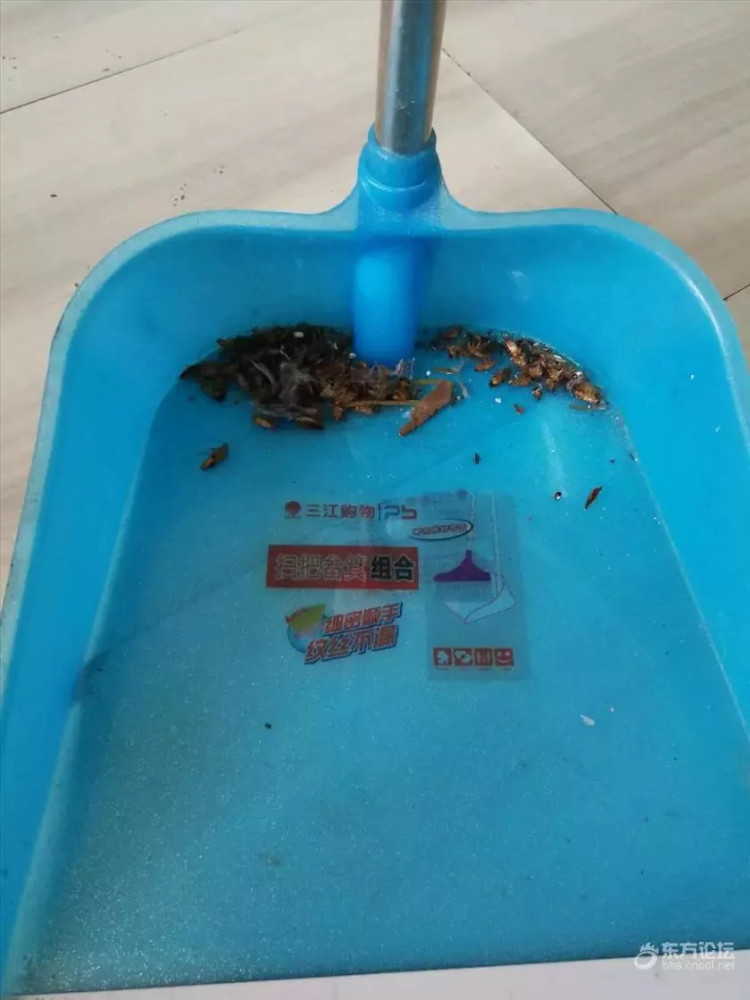 俩漂亮女租客退房后 房东竟发现屋内有200多只