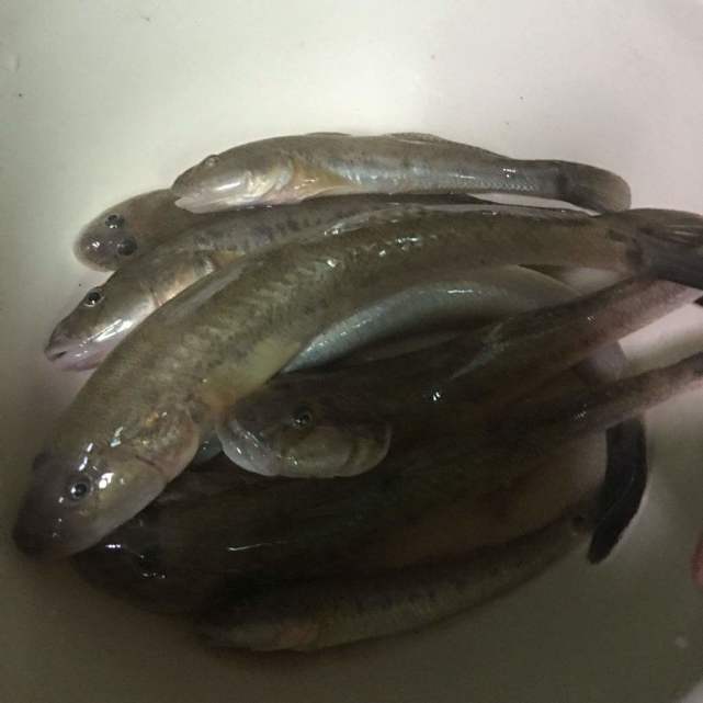 赶海人最不喜欢的海蛎鱼却是餐桌上最美味的海鲜