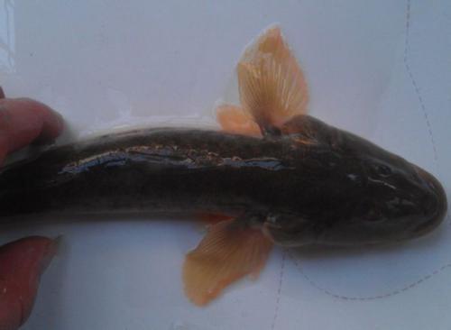 赶海人最不喜欢的海蛎鱼却是餐桌上最美味的海鲜