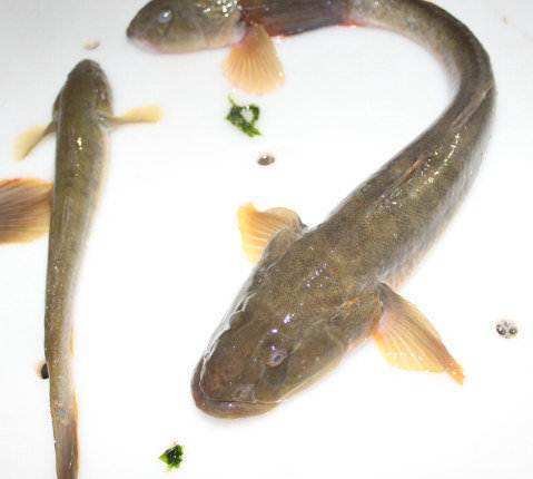 赶海人最不喜欢的海蛎鱼却是餐桌上最美味的海鲜