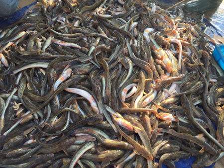 赶海人最不喜欢的海蛎鱼却是餐桌上最美味的海鲜