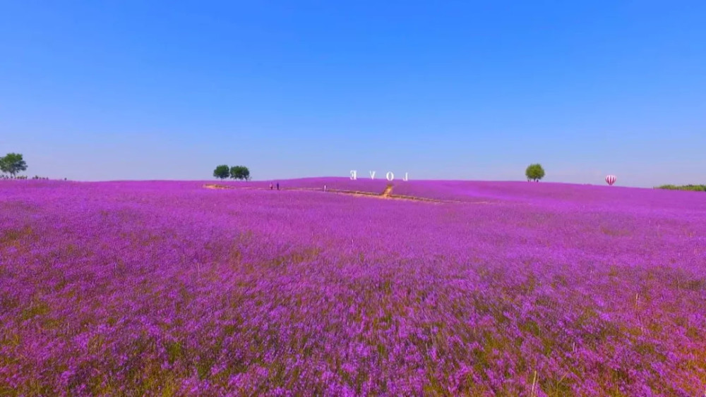 周末到,这里有一片"紫色浪漫"和"彩色水稻",请查收