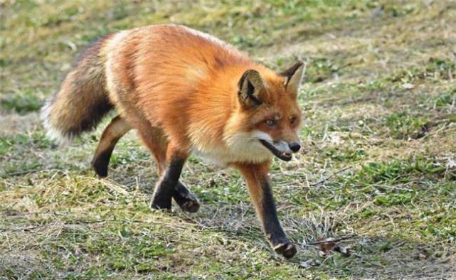 养宠物就养高大上的,宠物狐狸叫声好听,没事就