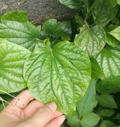 南方特色食材"野叶子"生长在竹林边,堪比紫苏,炒田螺很香!