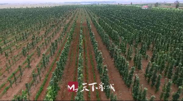 平阴孝直镇党委:全力以赴抓乡村振兴 创新思路