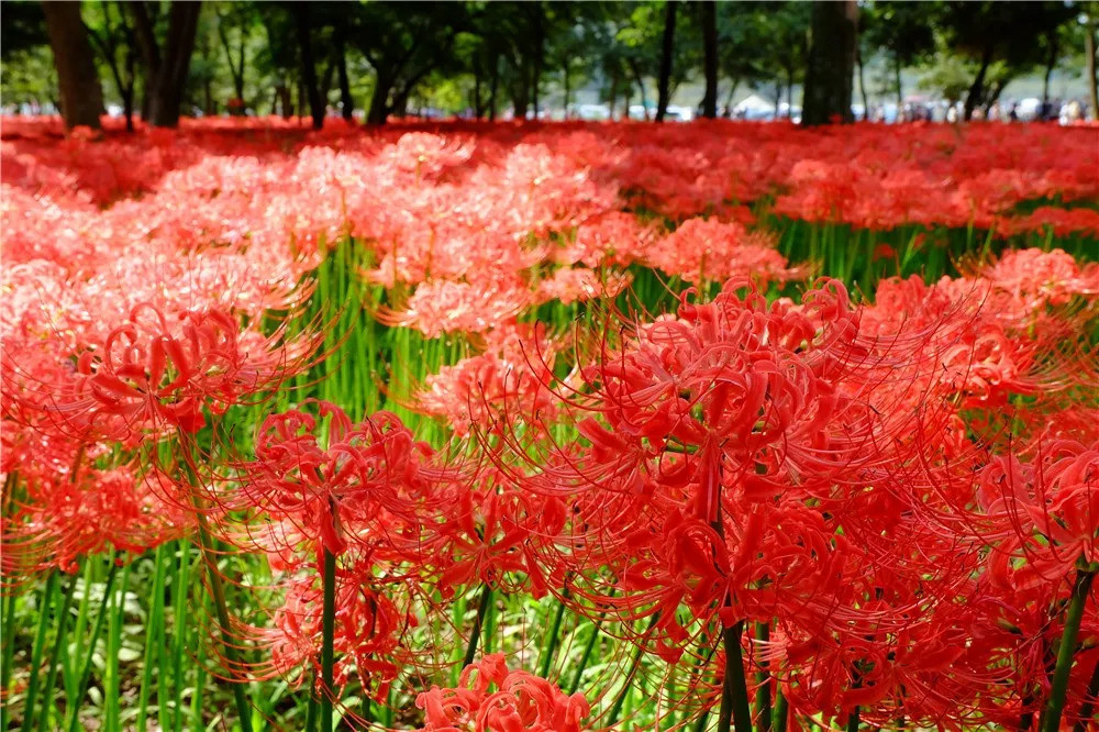 的新桥阳光生态园千亩彼岸花开得正盛,处处可以看到神秘,高颜值的花丛