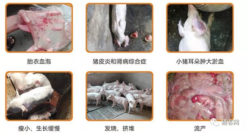 猪蓝耳病到底该不该防?得取决于两个因素