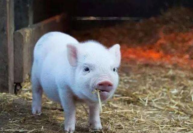 马云要云AI养猪了?网友:阿里牌未来智慧农场的