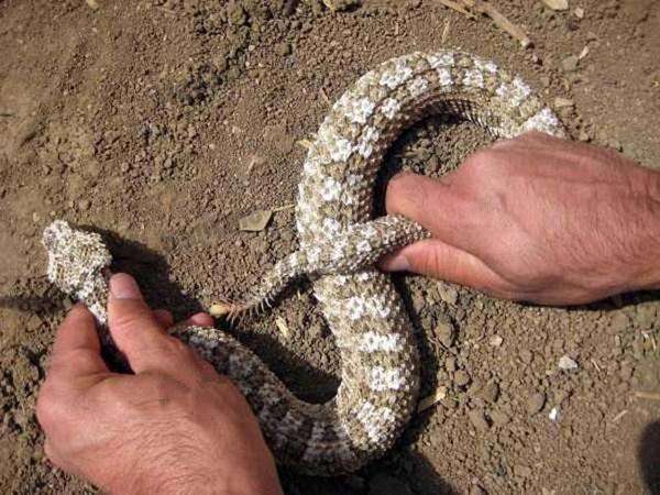 这种蛇以尾巴像蜘蛛而闻名,是沙漠中的恐怖存在