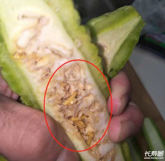 长寿一市民买的苦瓜 里面居然有虫子