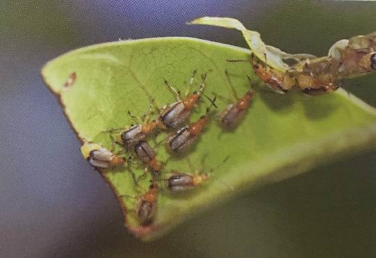 9月切叶如麻的凶手,竟是芒果切叶象甲,巧用药妙防治