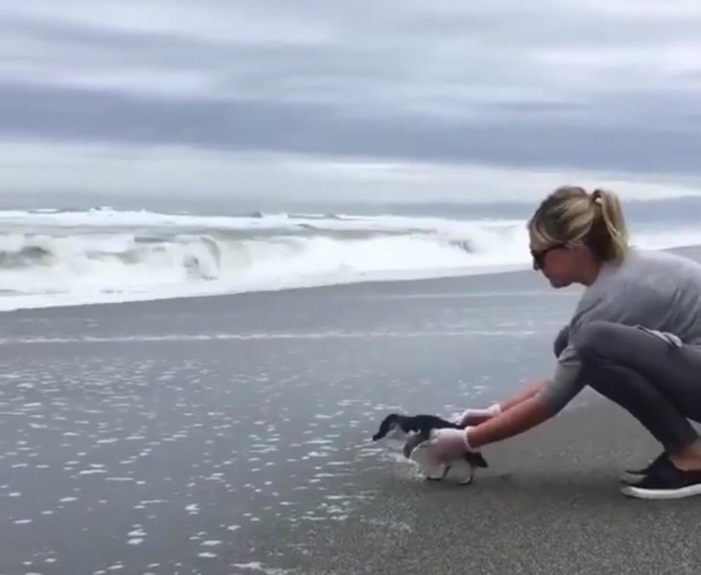 小企鹅第一次到海边玩耍,突然不在'妈妈'怀里心
