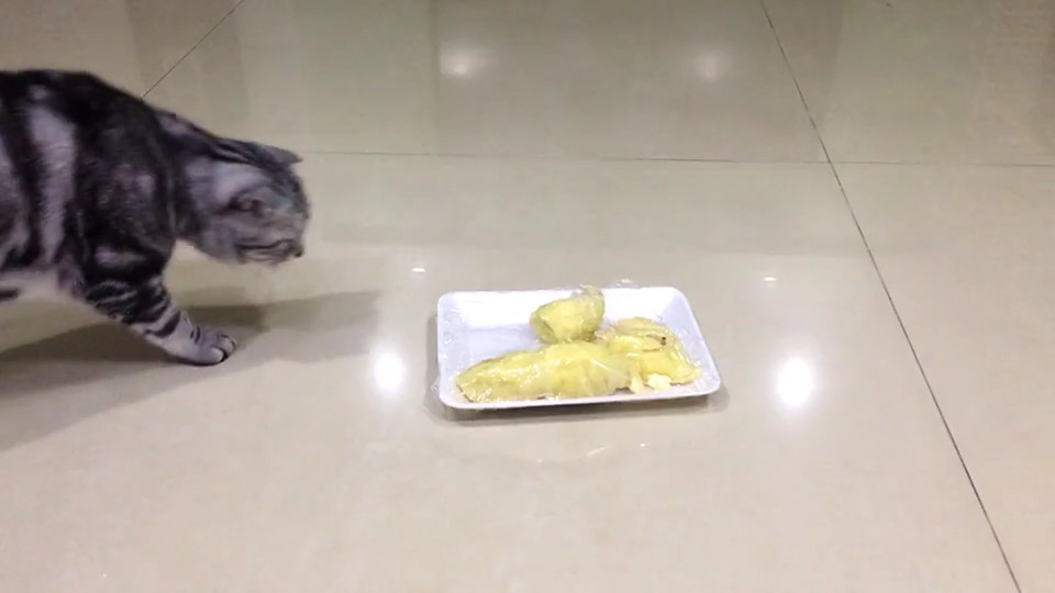 主人买回榴莲享用,猫咪闻后反应异常,主人直呼