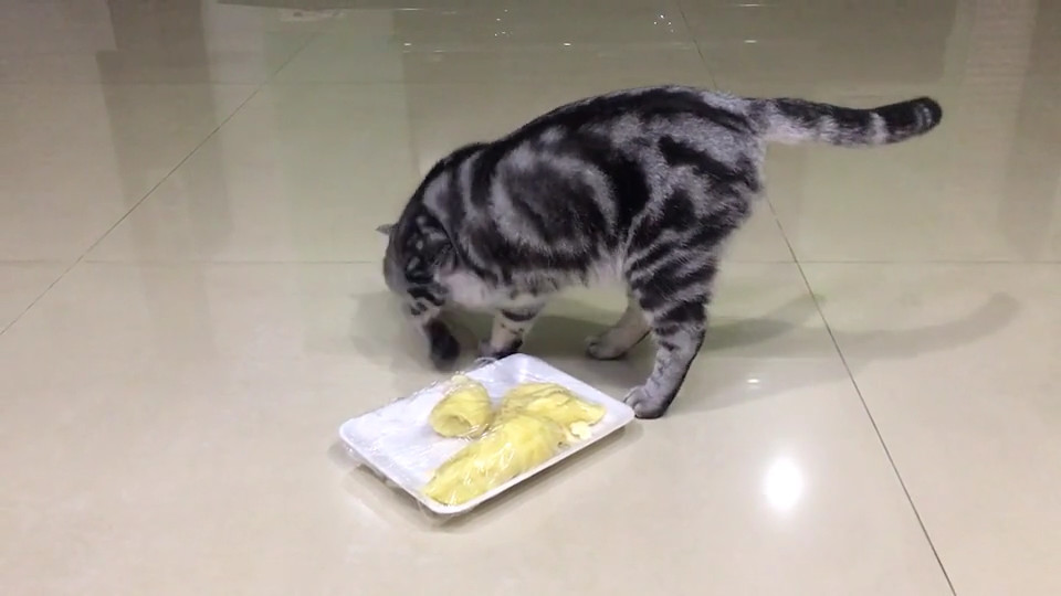 主人买回榴莲享用,猫咪闻后反应异常,主人直呼