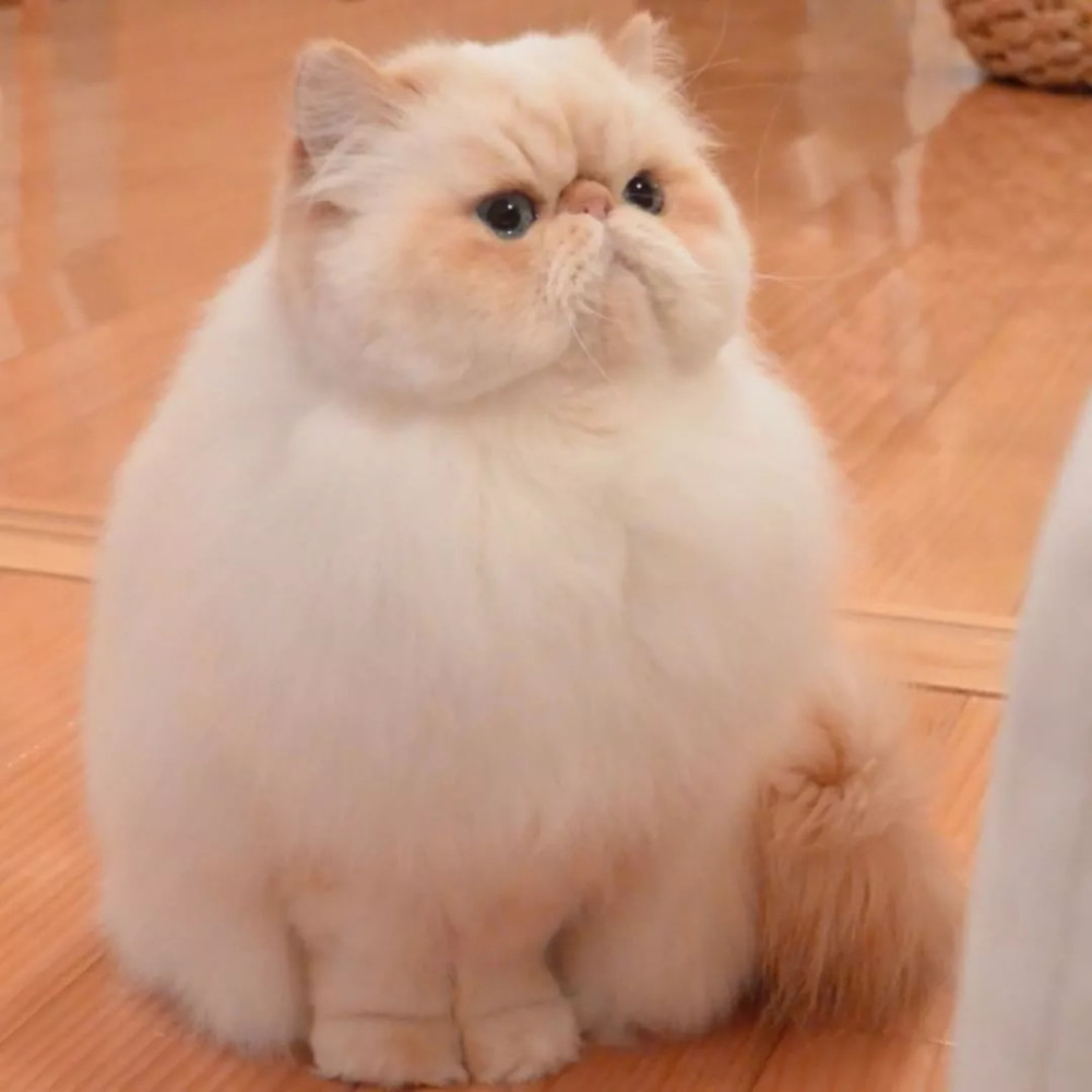 日本一只满脸写着"不开心"的小胖猫,却让网友大呼可爱