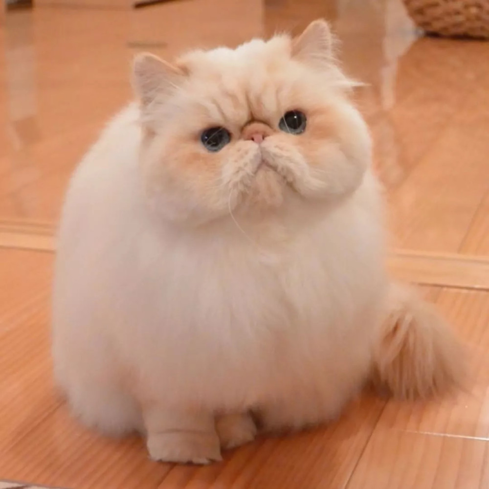 日本一只满脸写着"不开心"的小胖猫,却让网友大呼可爱