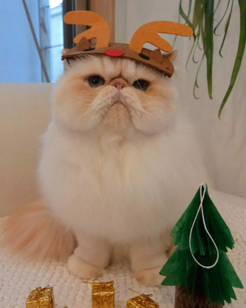 日本一只满脸写着"不开心"的小胖猫,却让网友大呼可爱