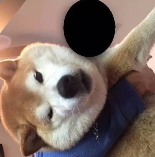 这只二哈,遭遇了一盆看不顺眼的滴水观音顺势撕了之后