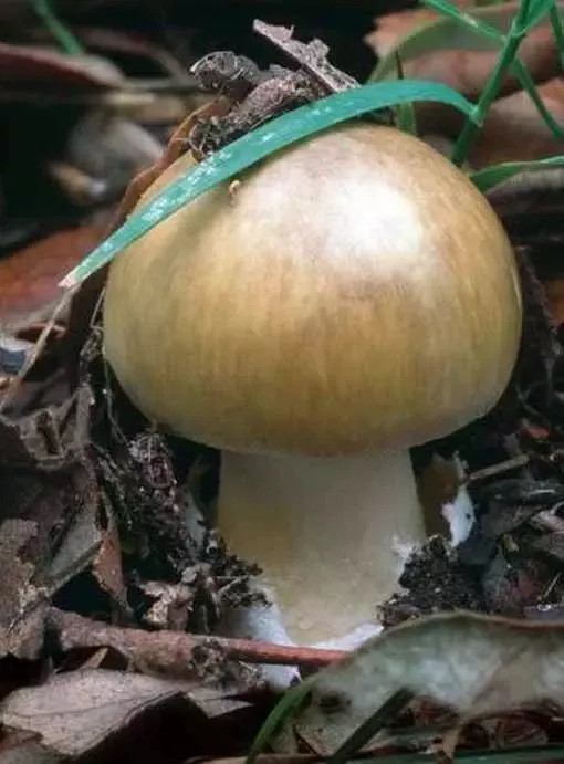 速看!这些毒蘑菇不能吃|健康将乐