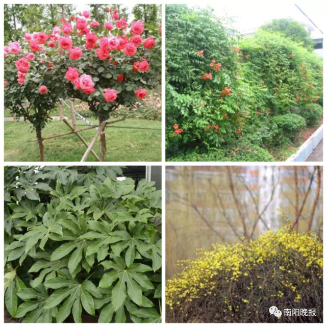 南阳园林绿化