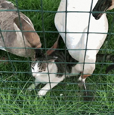 猫咪被一群大鹅围住了,趴在地上求饶,这是我见过最怂的猫了