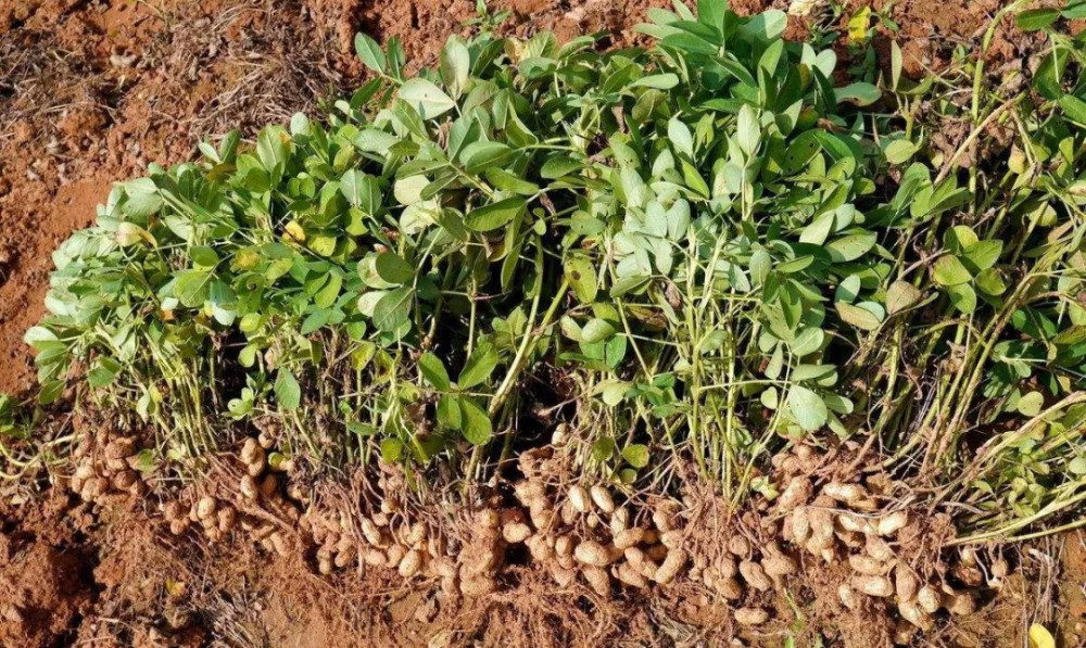 串的花生从土地拔出来朗朗的笑声飘荡在田野间地里已经呈现出一片忙碌