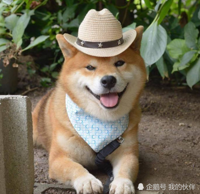 铲屎官竟然给柴犬戴了帽子 柴 铲屎的 说好的做彼此的天使呢 柴犬 铲屎官 宠物