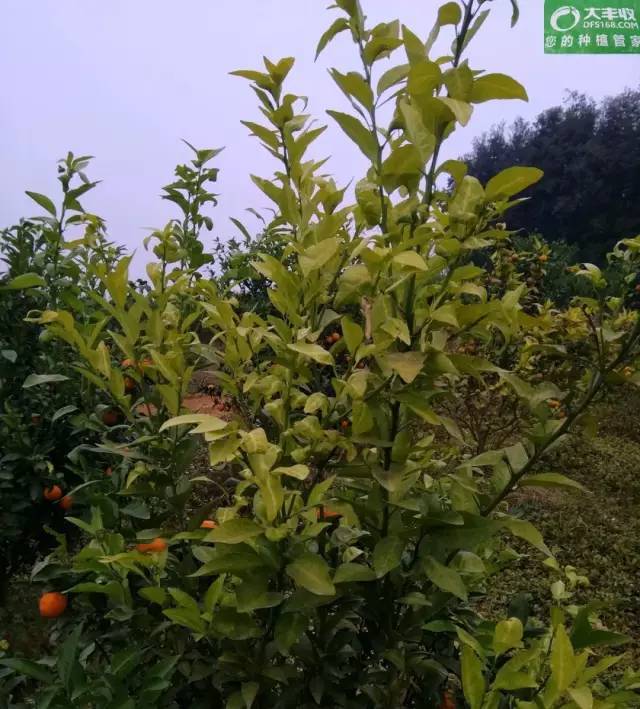 柑橘黄龙病菌的亚洲种和非洲种异同之处(柑橘黄龙病靠什么传播)