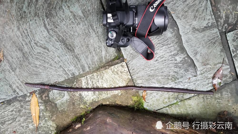 云南屏边惊现体长半米大蚯蚓 游客调侃:这么大蚯蚓得钓多大鱼啊