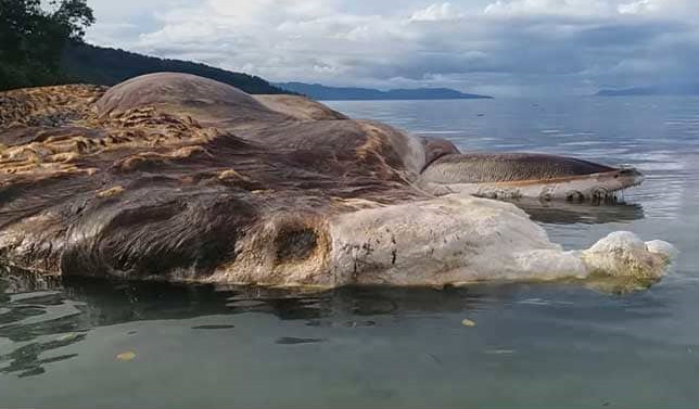 偏远海域突现未知巨型生物,长度超过15米,外形却不像鲸鱼