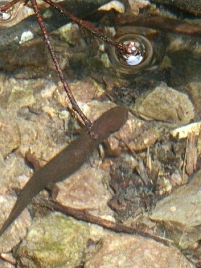 黄岩发现四脚怪鱼 疑似濒危动物中国小鲵