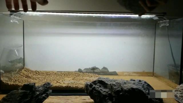 青龙石草缸造景的套路 看完才知道这么做 基本不出错 热备资讯