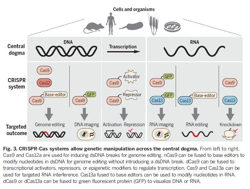crispr|《科学》深度综述：CRISPR-Cas指引基因工程的未来