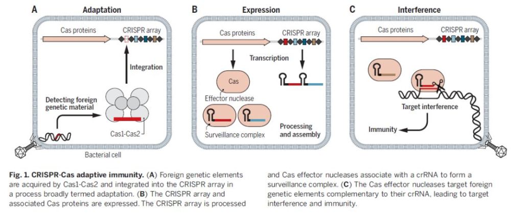 crispr|《科学》深度综述：CRISPR-Cas指引基因工程的未来