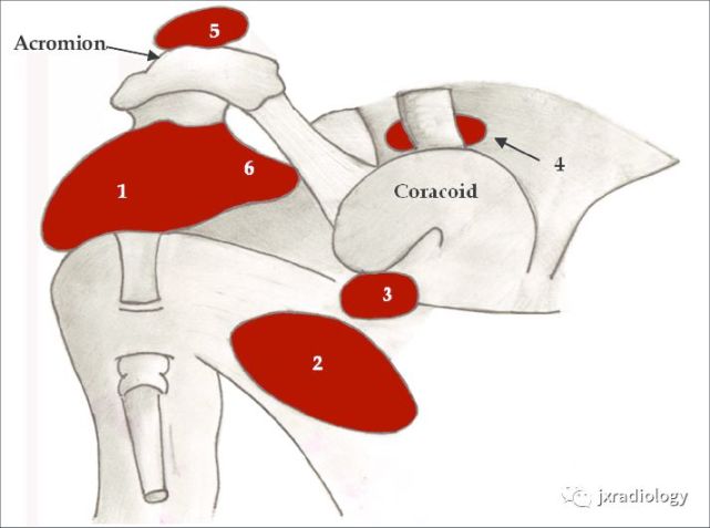 肱骨滑车解剖图图片