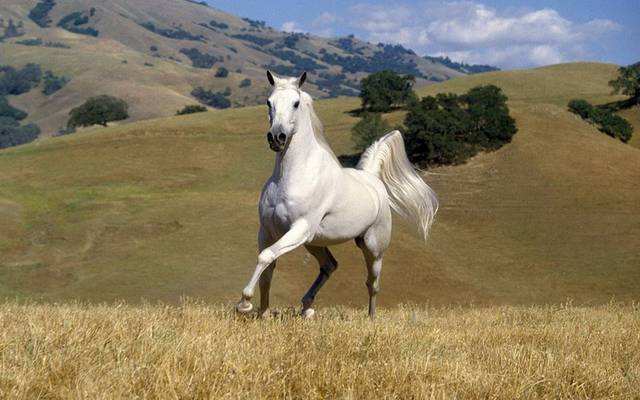 的卢马虽救了刘备却害死一人使刘备失去了一统天下的机会