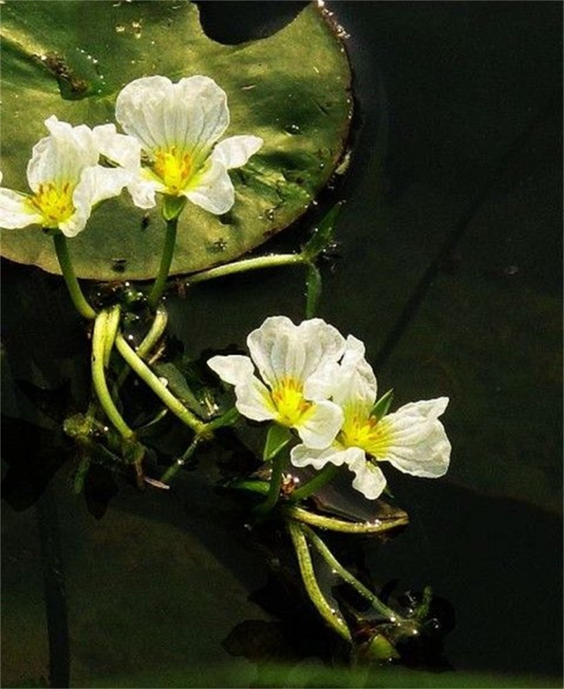 水性杨花居然是国家保护植物,很多人都不知道