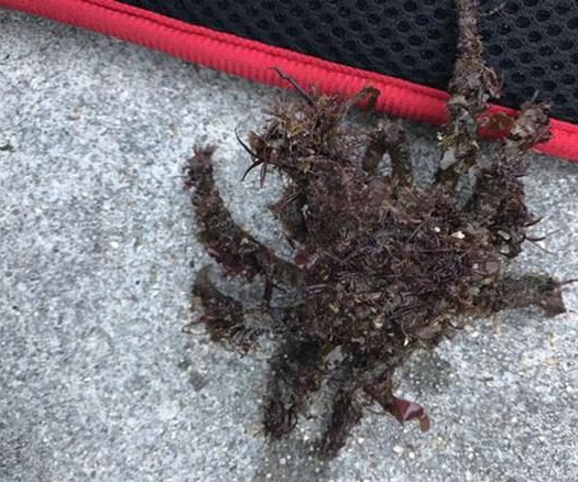 有人钓上来浑身长毛的蟹网友老规矩排除法肯定不是帝王蟹