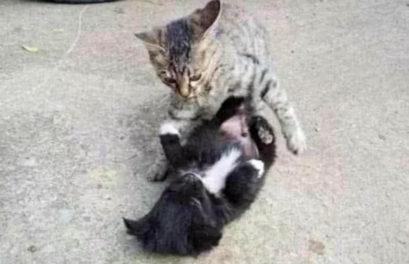 小奶狗惹怒小奶猫,不仅被猫咪一顿暴揍,就连窝都被霸占了