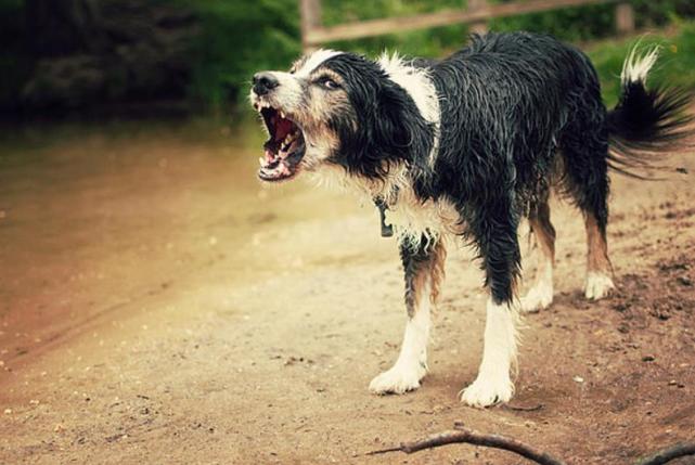 为啥狗会对着一个地方乱叫,明明就什么都没有!