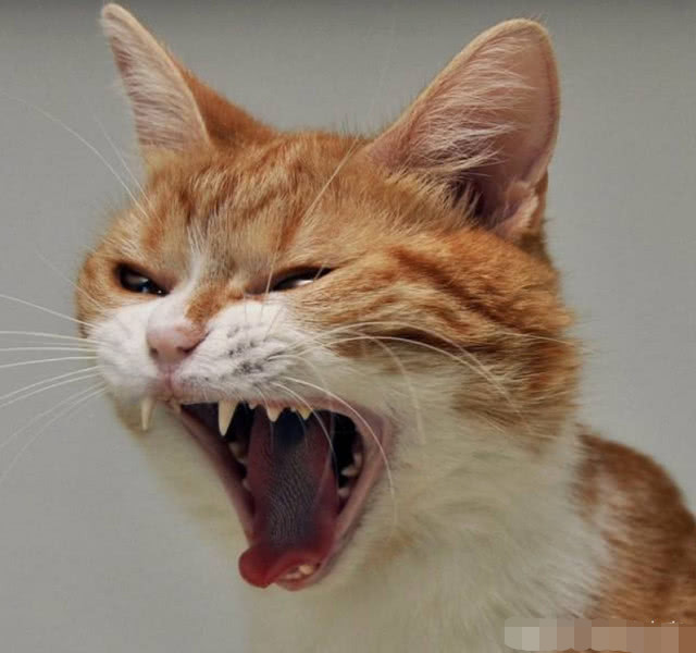 铲屎官们一定要注意爱猫的叫声,猫咪生气时的叫声多表现咆哮的声音,不