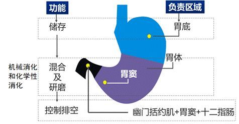 或者胃肠因个体的原因呈无力型身体消瘦,胃会随体型成上下较直的状态