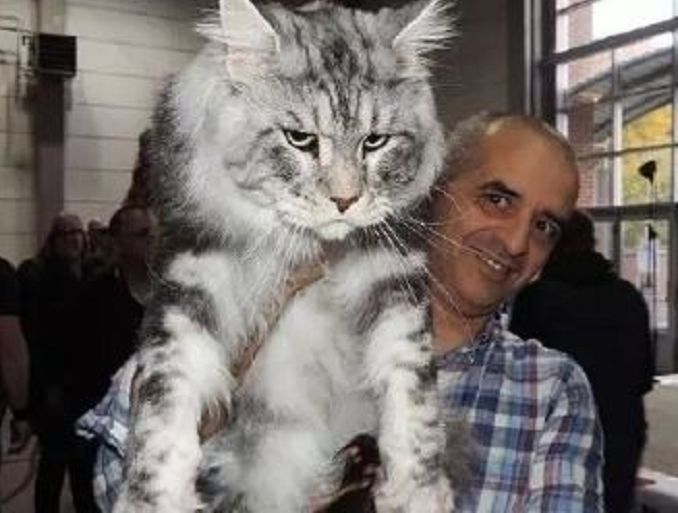 世界上体型最大的喵星人,巨型的身材像极了豹子,但特别的温顺!