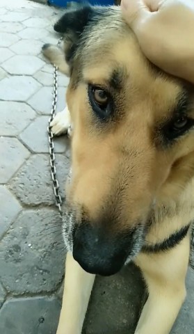 狗狗被拴住满脸委屈,听了主人解释后,才明白主